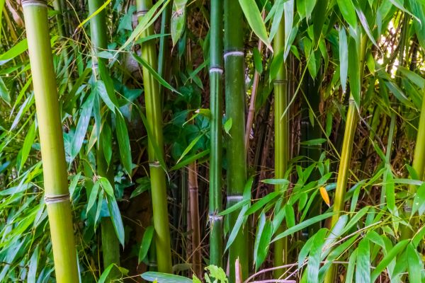 Cost of Bamboo Trimming in Placerville