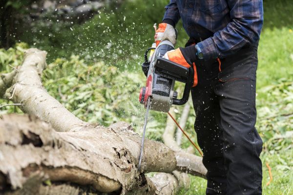 Cost of Branch Removal Service in Placerville