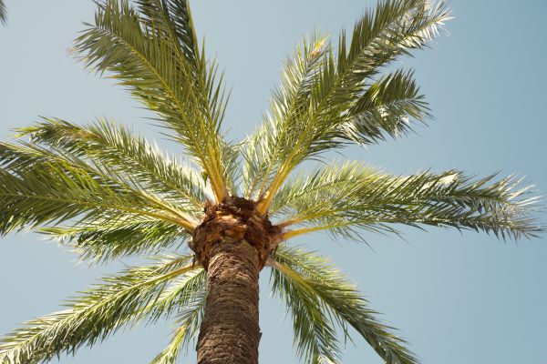 Palm Tree Pruning in Placerville