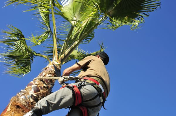 Palm Tree Trimming in Placerville