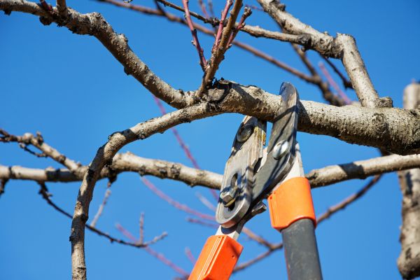 Residential Tree Service in Placerville