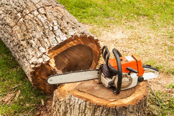 Tree Cutting Service in Placerville