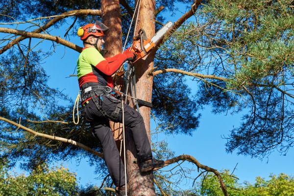 Tree Service in Placerville