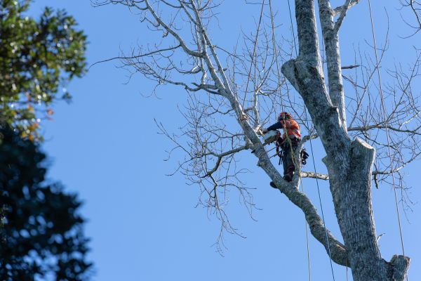 Cost of Tree Topping Service in Placerville