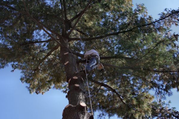 Cost of Trimming Service in Placerville