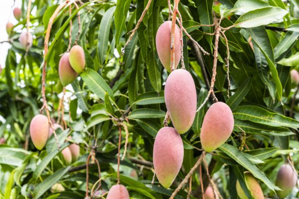 Cost of Mango Tree Trimming in Placerville