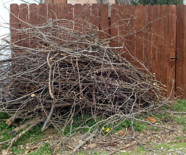 Cost of Dead Branch Removal in Placerville