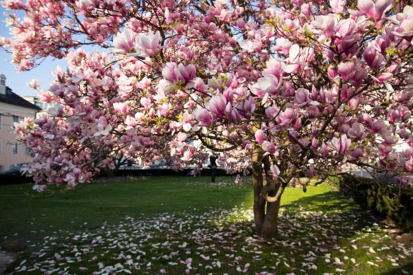 Cost of Ornamental Tree Pruning in Placerville