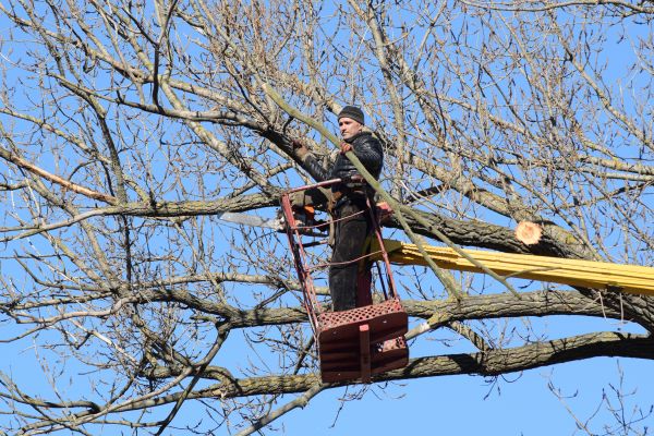 Cost of Emergency Tree Trimming in Placerville