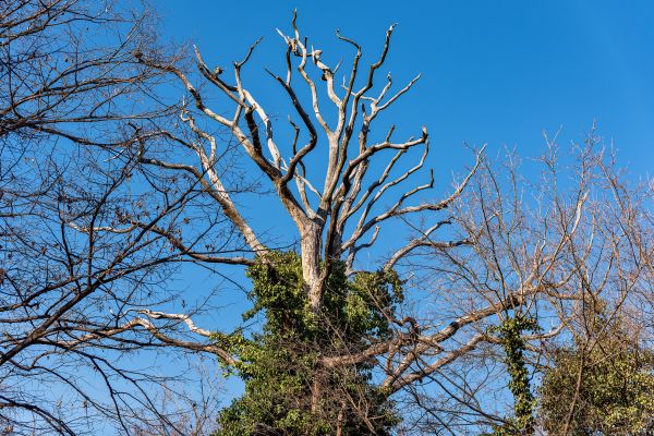 Cost of Deadwood Removal in Placerville