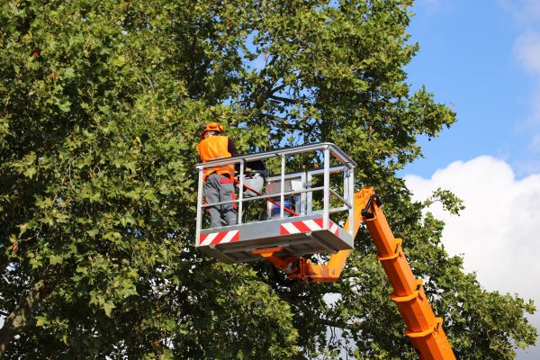 Commercial Tree Service in Placerville