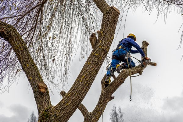 Cost of Tree Maintenance Service in Placerville