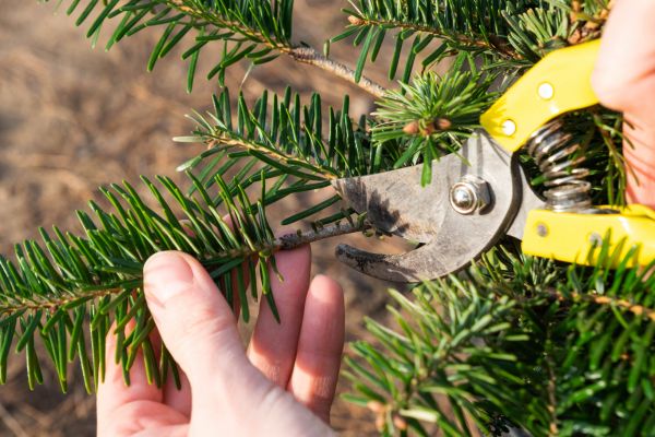 Pine Tree Pruning in Placerville