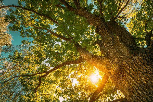 Cost of Oak Tree Pruning in Placerville