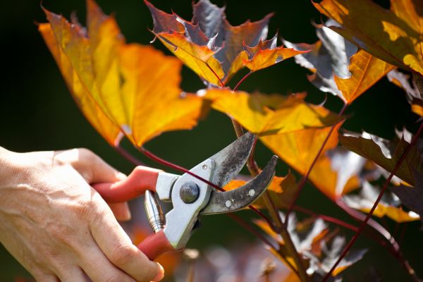 Cost of Maple Tree Pruning in Placerville