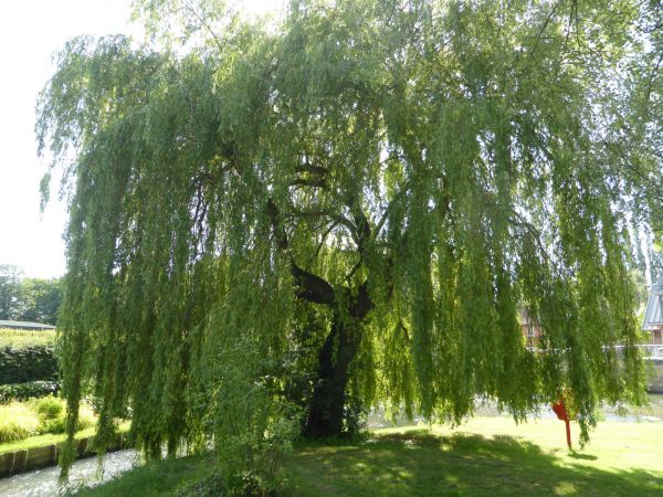 Cost of Willow Tree Trimming in Placerville