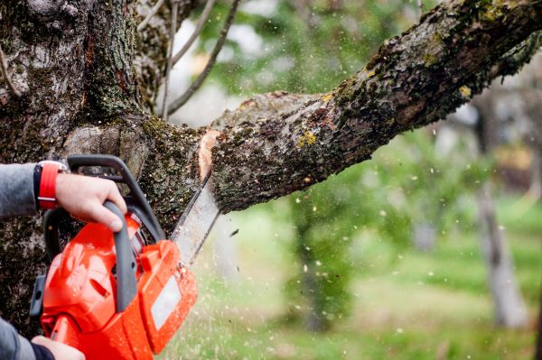 Cost of Tree Limbs Removal in Placerville