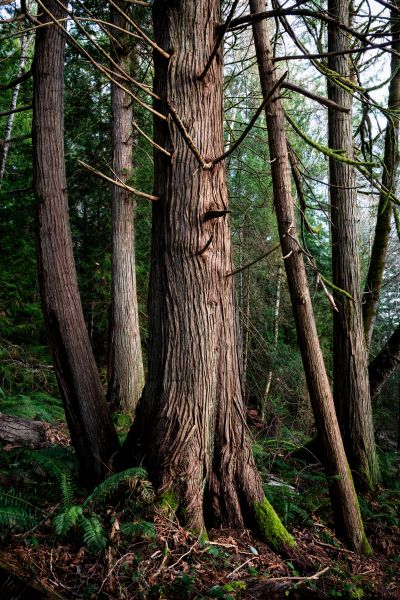 Cost of Cedar Tree Trimming in Placerville