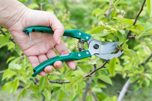 Cost of Pear Tree Pruning in Placerville