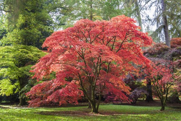 Japanese Maple Pruning in Placerville