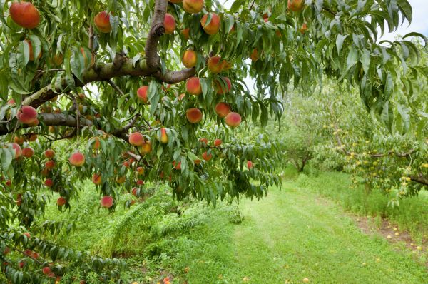 Cost of Peach Tree Pruning in Placerville