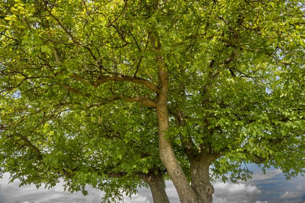Cost of Walnut Tree Trimming in Placerville
