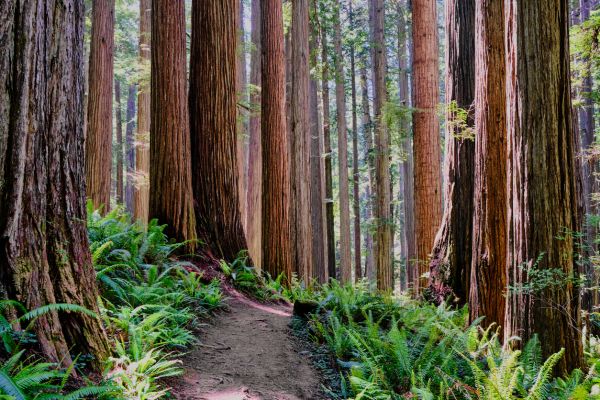 Cost of Redwood Tree Trimming in Placerville