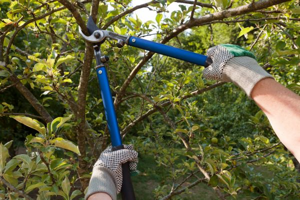 Cost of Residential Tree Pruning in Placerville