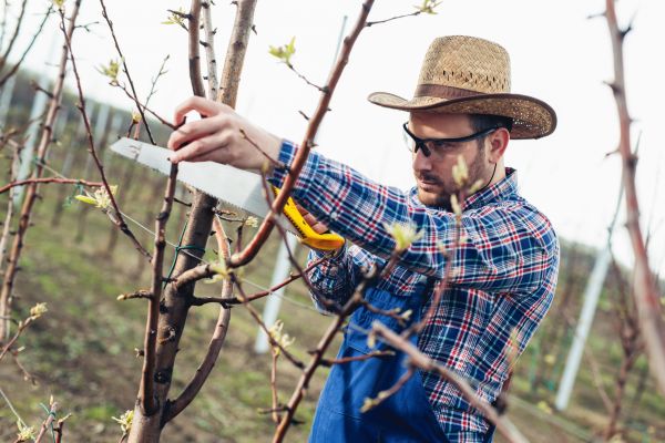 Cost of Orchard Tree Pruning in Placerville
