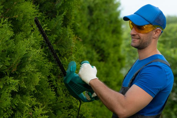 Cost of Tree Shaping Service in Placerville