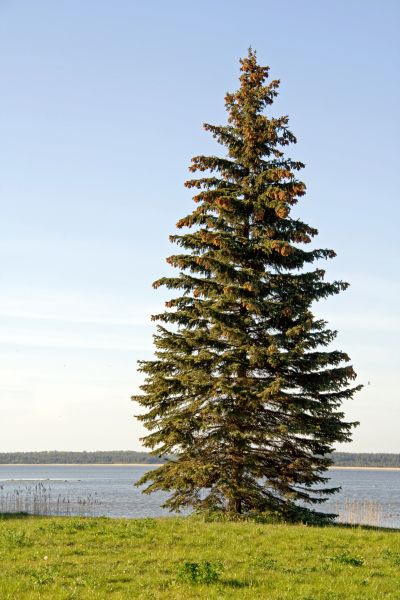Cost of Spruce Tree Pruning in Placerville