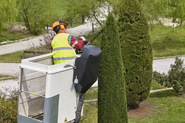 Cost of Cypress Tree Pruning in Placerville