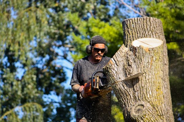 Cost of Ash Tree Pruning in Placerville