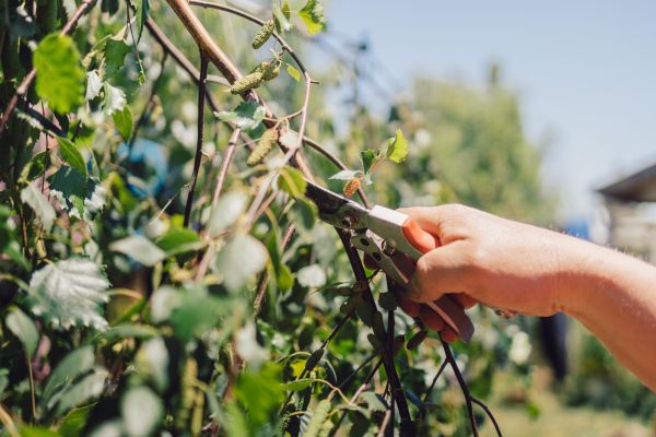 Cost of Birch Tree Pruning in Placerville
