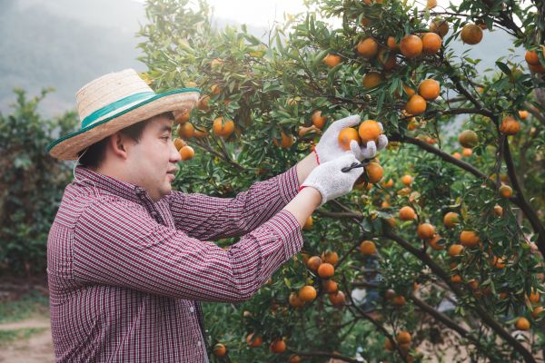 Cost of Orange Tree Pruning in Placerville