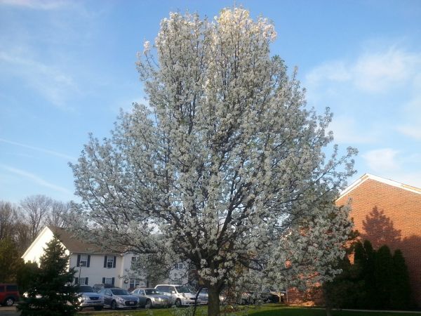 Cost of Bradford Pear Tree Pruning in Placerville