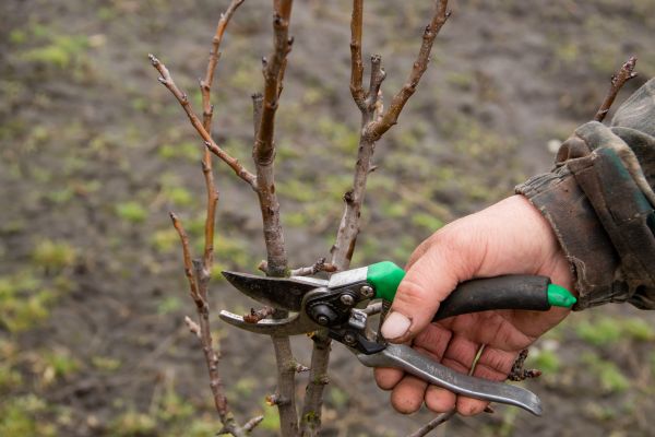 Cost of Pear Trees Pruning in Placerville