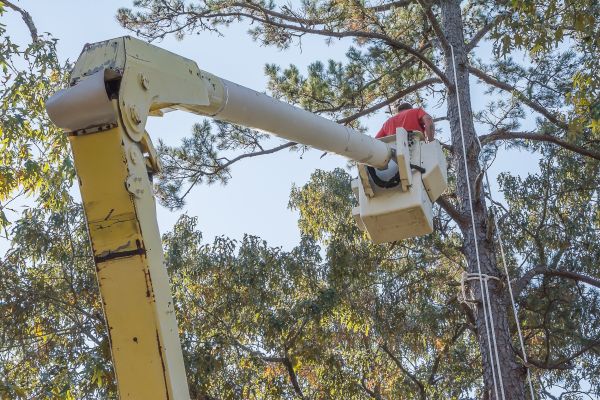 Cost of Limbs Trimming in Placerville