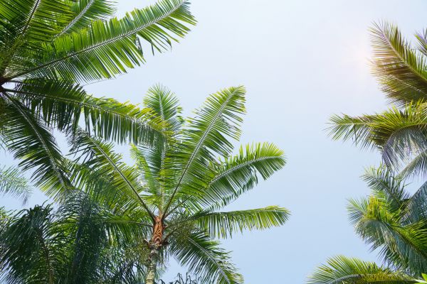 Cost of Queen Palm Tree Trimming in Placerville