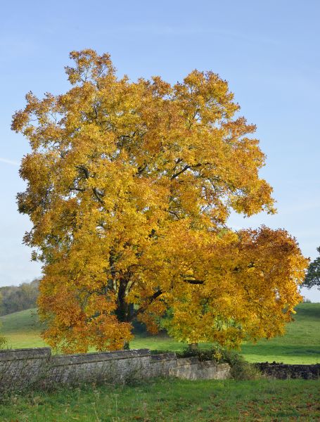 Cost of Hickory Tree Trimming in Placerville