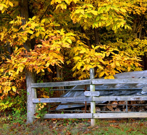 Cost of Hickory Tree Pruning in Placerville