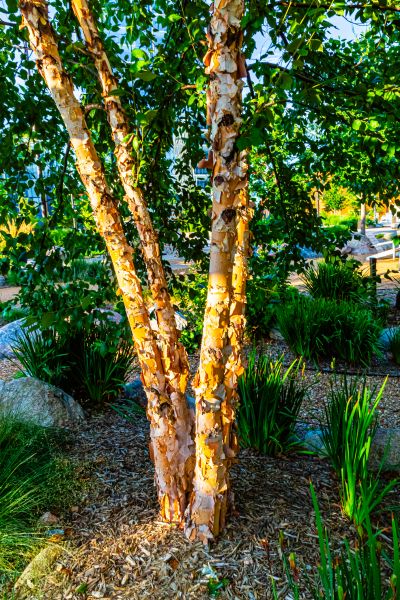 Cost of River Birch Trimming in Placerville