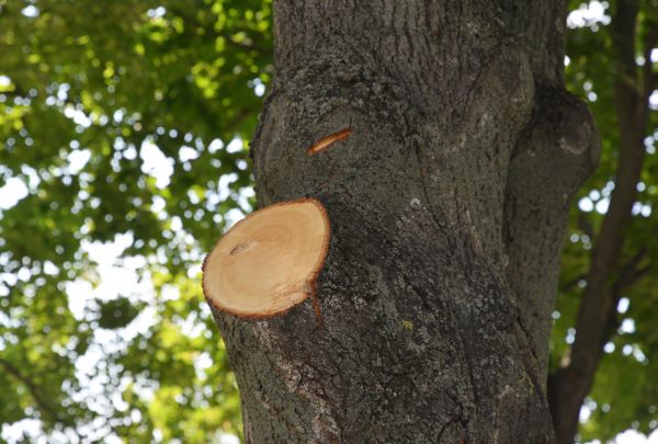Cost of Limb Cutting in Placerville