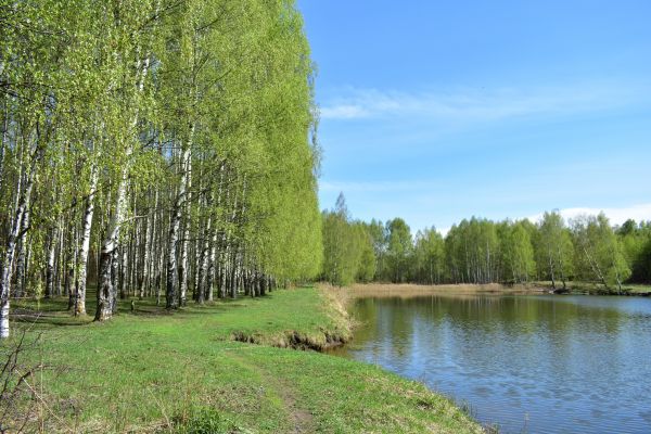 Cost of River Birch Pruning in Placerville