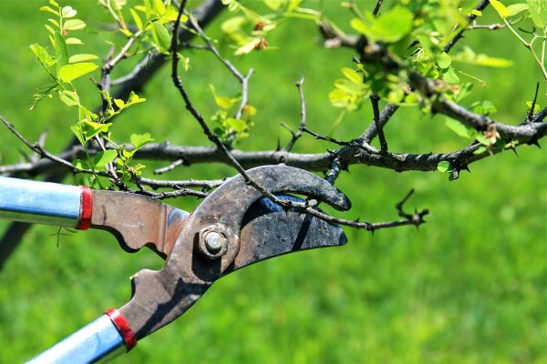 Cost of Branches Pruning in Placerville
