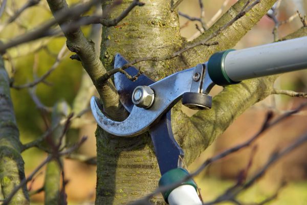 Cost of Tree Limb Trimming Service in Placerville