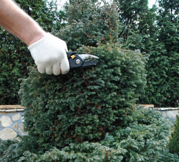 Cost of Ornamental Tree Trimming in Placerville
