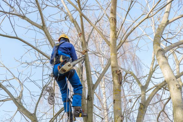 Cost of Large Tree Trimming in Placerville