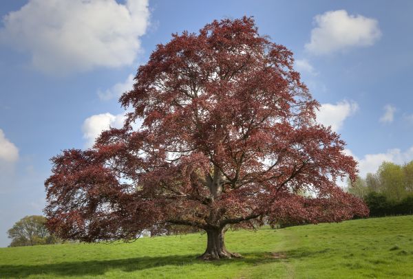 Cost of Beech Tree Pruning in Placerville