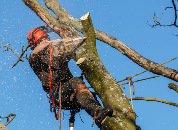 Tree Trimming Service in Placerville